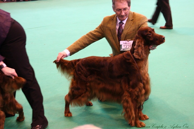 Crufts2011_2 094.jpg